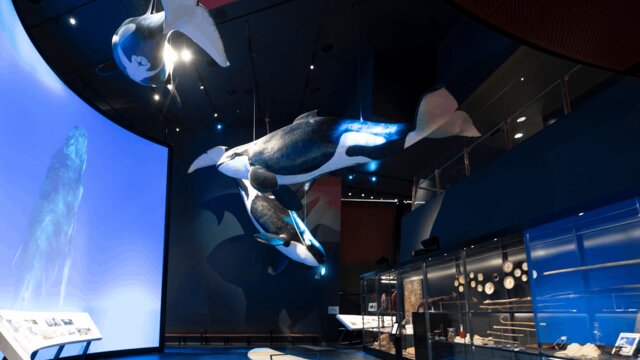 Great Southern Land Gallery Life size whale suspended from ceiling in the Great Southern Land Gallery