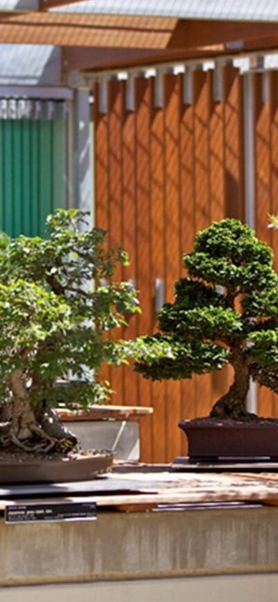 Specimens from the National Bonsai Collection