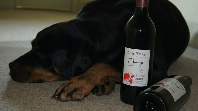 At Dog Trap Vineyard even their dog loves their wine Dog Trap's wine and their dog