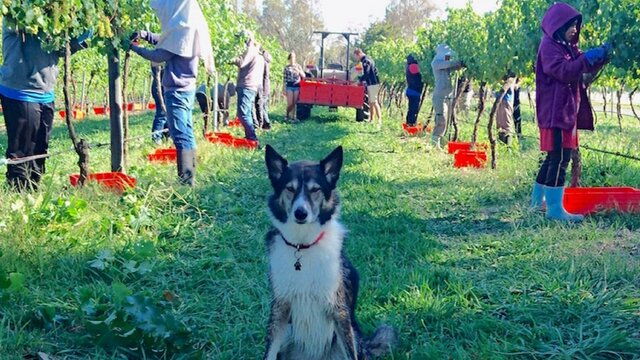 Wine dog Mollie supervising the picking of her Sauvignon Blanc block in 2016 People picking wine grapes, with tractor in background and dog sitting in foreground