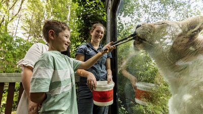 Kid feeding an animal at the zoo