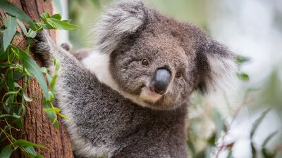 Koala at Tidbinbilla Nature Sanctuary