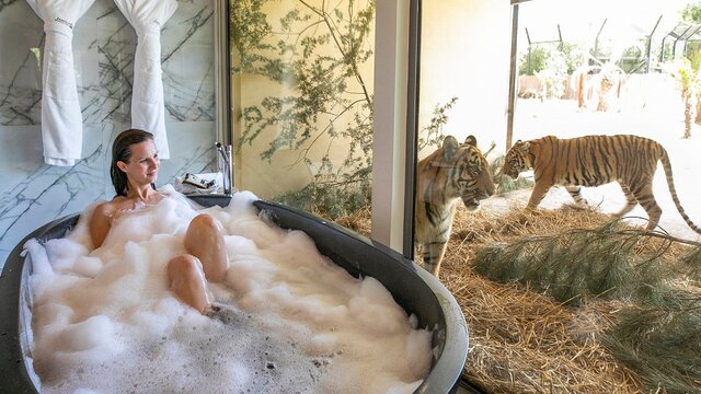 Woman taking a bath with tigers outside the window