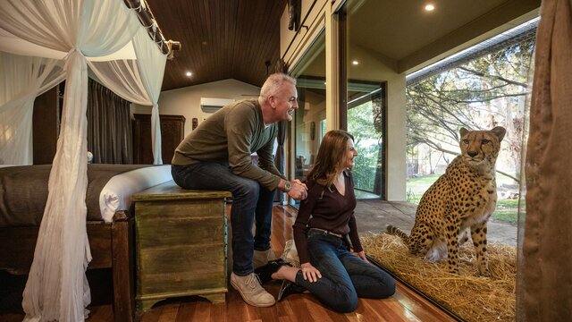 Couple looking at a cheetah from their hotel room.