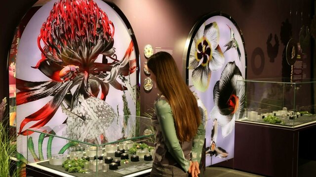 A visitor exploring the Royal Australian Mint Floral Impressions Exhibition A visitor exploring the Royal Australian Mint Floral Impressions Exhibition