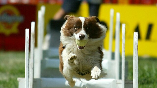 Racing the clock Dog jumping hurdles carrying a ball
