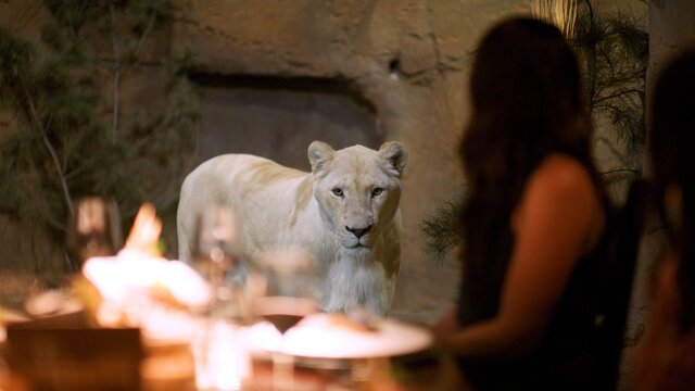 Women looking at a lion.